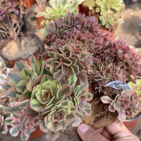 414红袖缀满25包邮多肉