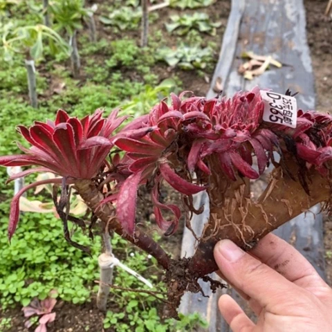 365朱雀缀满25包邮多肉