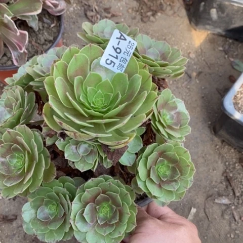 915万拉丝满25包邮多肉