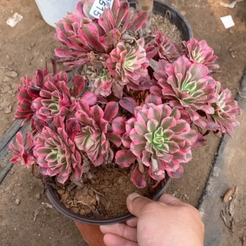 515红铜白满25包邮多肉