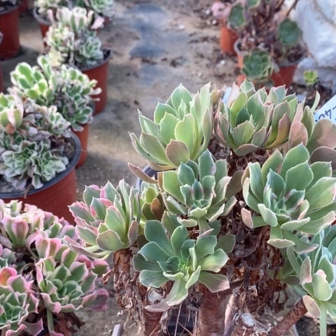 466光辉砍头苗满25包邮多肉