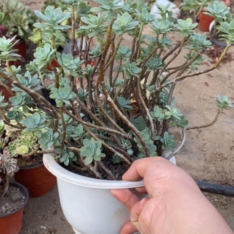 990薄化妆满25包邮多肉