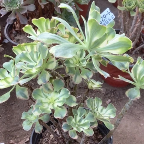 623保时捷满25包邮多肉