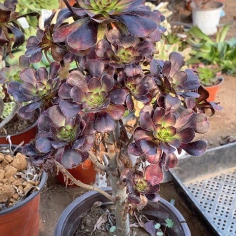 705晚霞满25包邮多肉