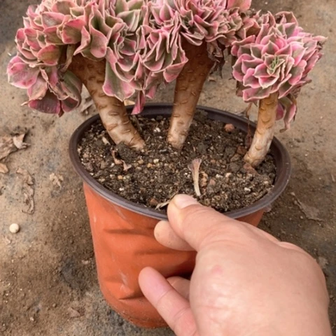 456女巫缀满25包邮多肉