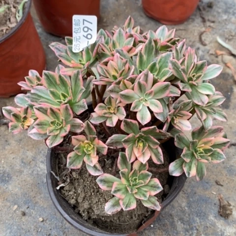 697甜茶满25包邮多肉