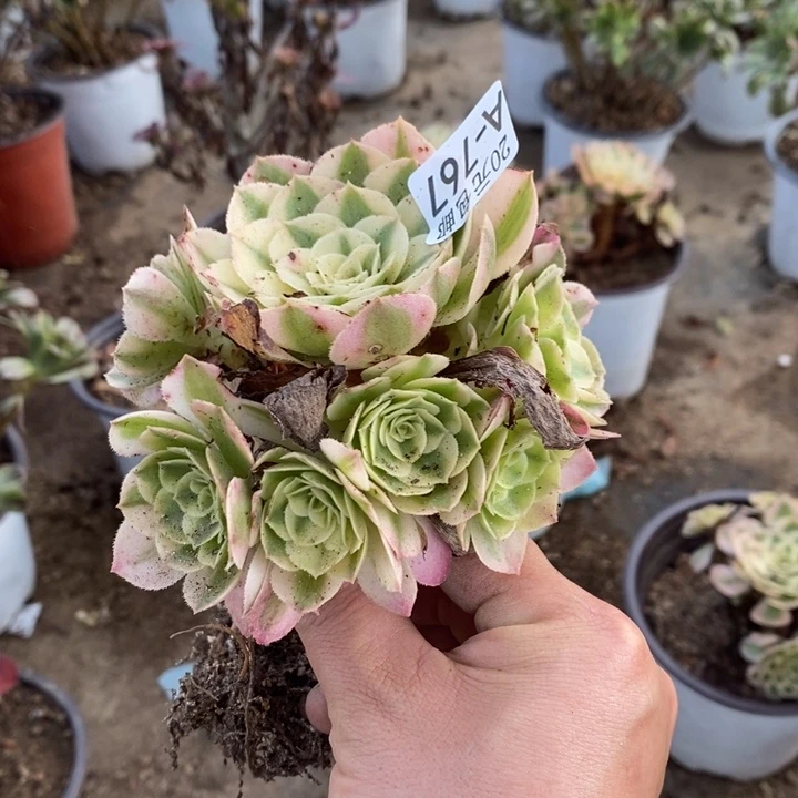 767倾城法师锦多肉