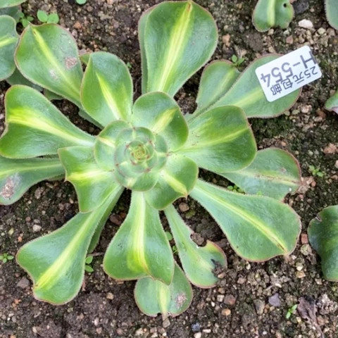 554暴君满25包邮多肉