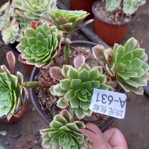 631朝霞满25包邮多肉