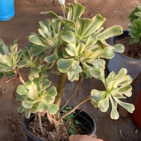 881保时捷满25包邮多肉