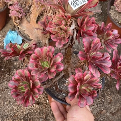 689舞天姬满25包邮多肉