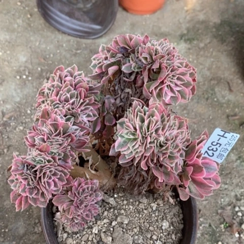 532女巫缀满25包邮多肉