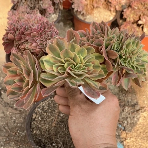 403红袖缀满25包邮多肉