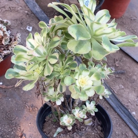 229保时捷满25包邮多肉