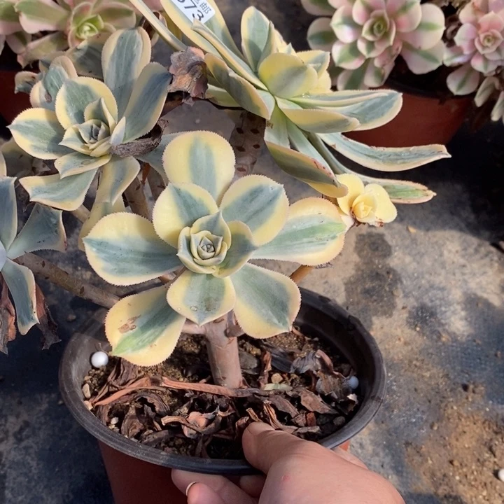 673灿烂有黑斑法师锦多肉