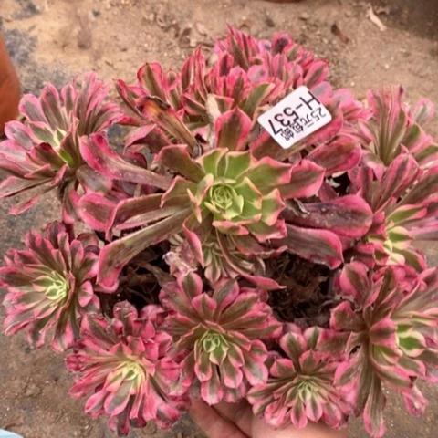 537红铜白有一个断枝25包邮多肉