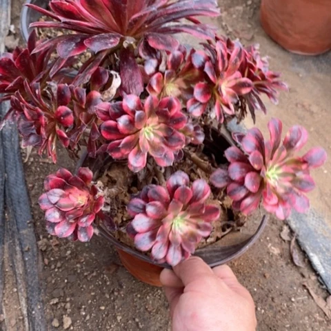 475黑铜白满25包邮多肉