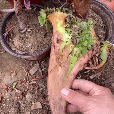 202抹茶缀满25包邮多肉