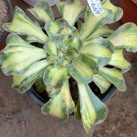 669暴君满25包邮多肉