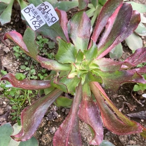 梨**雨154魅影差价满25包邮多肉