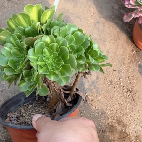 910琉璃满25包邮多肉