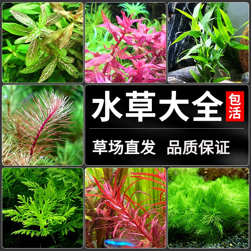 水草植物真草鱼缸造景水培淡水活体套餐莫斯懒人前中后景阴性水草