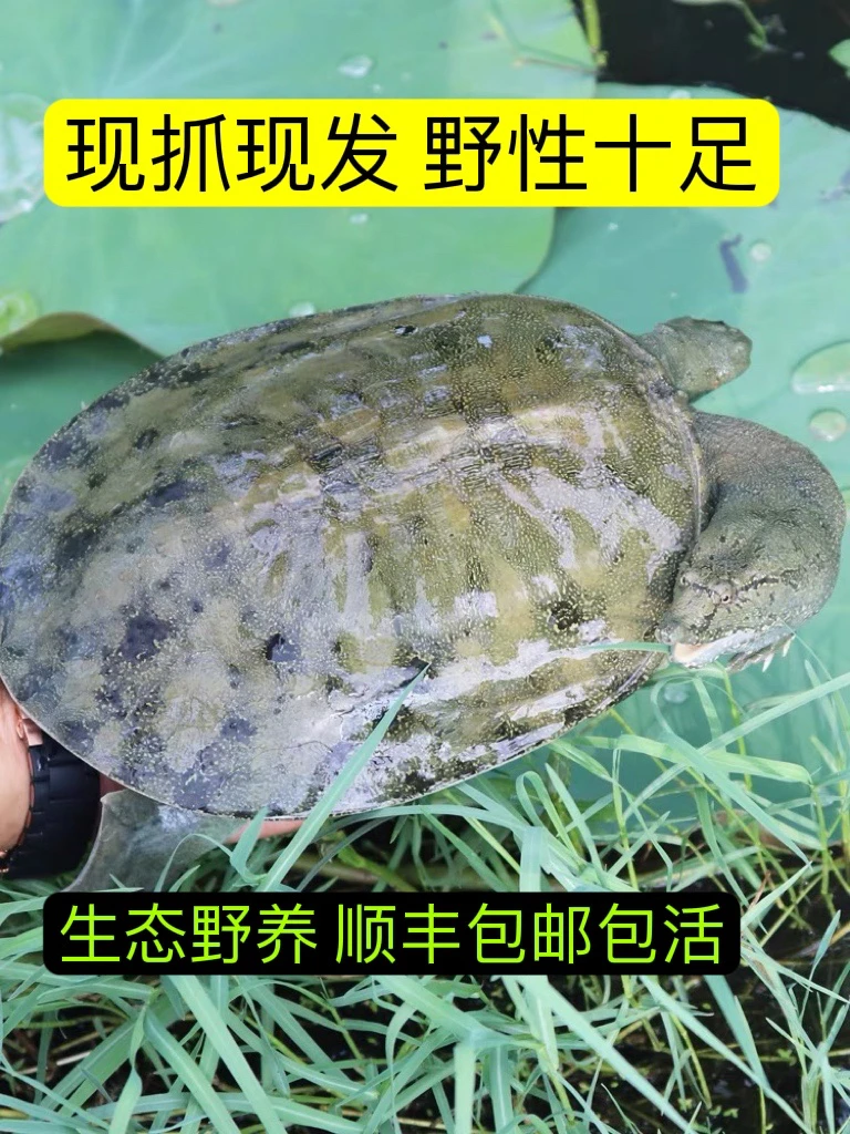 （甲鱼之乡·汉寿）生态甲鱼1-7斤