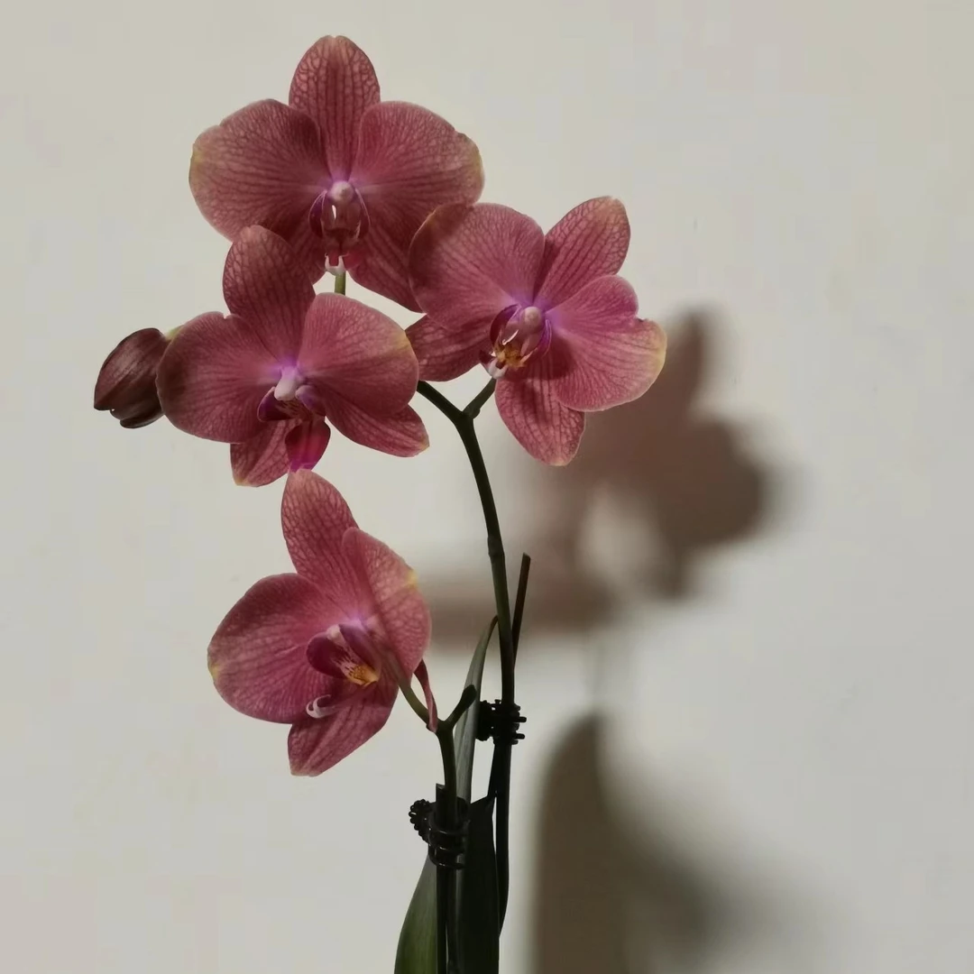 【彩月】叶片瑕疵蝴蝶兰带花发货基地直发