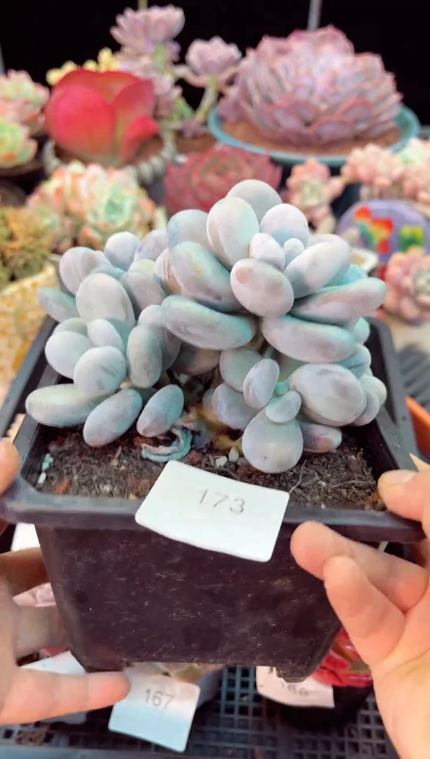 【闪购商品】173奶酪