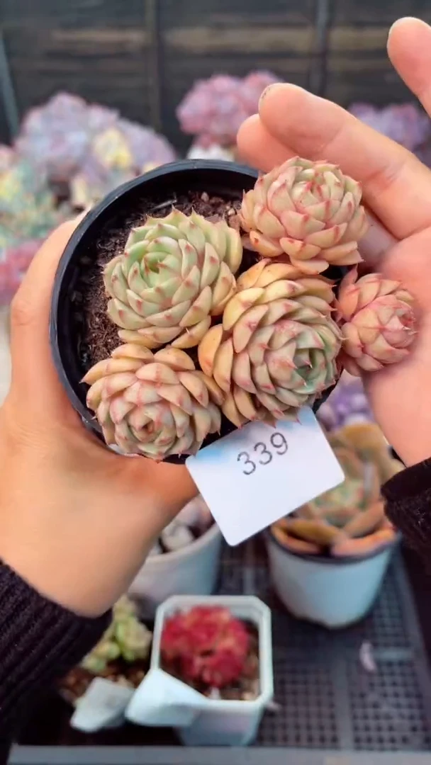 【闪购商品】339苯巴蒂斯多肉