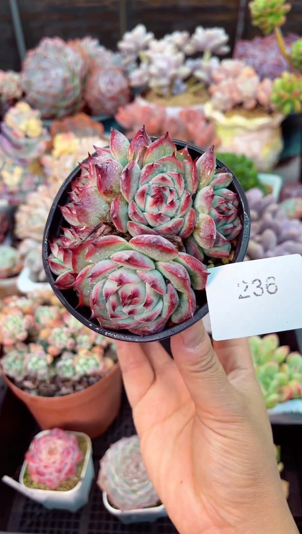 【闪购商品】236吉娃娃多肉