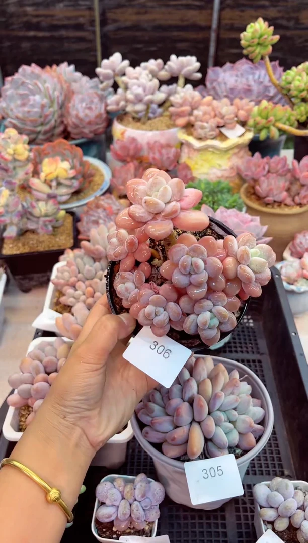 【闪购商品】306洛神