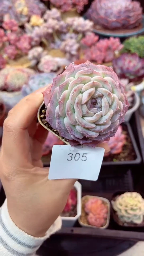 【闪购商品】305单头纯爱多肉