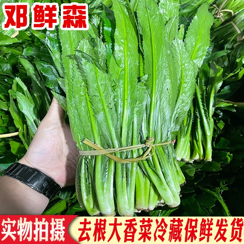 新鲜大香菜老缅芫荽芫茜刺芹撒苤冬阴功汤原料蔬菜泰国越南傣味用