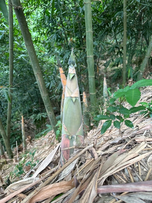 福建特产农家新鲜采摘麻竹笋现挖现发口感鲜美脆嫩多汁优质农产品