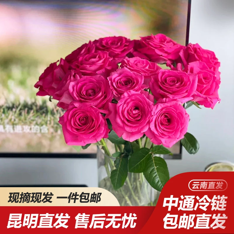 【星花怒放】粉色系单头玫瑰弗洛伊德云南基地直发20％不售后