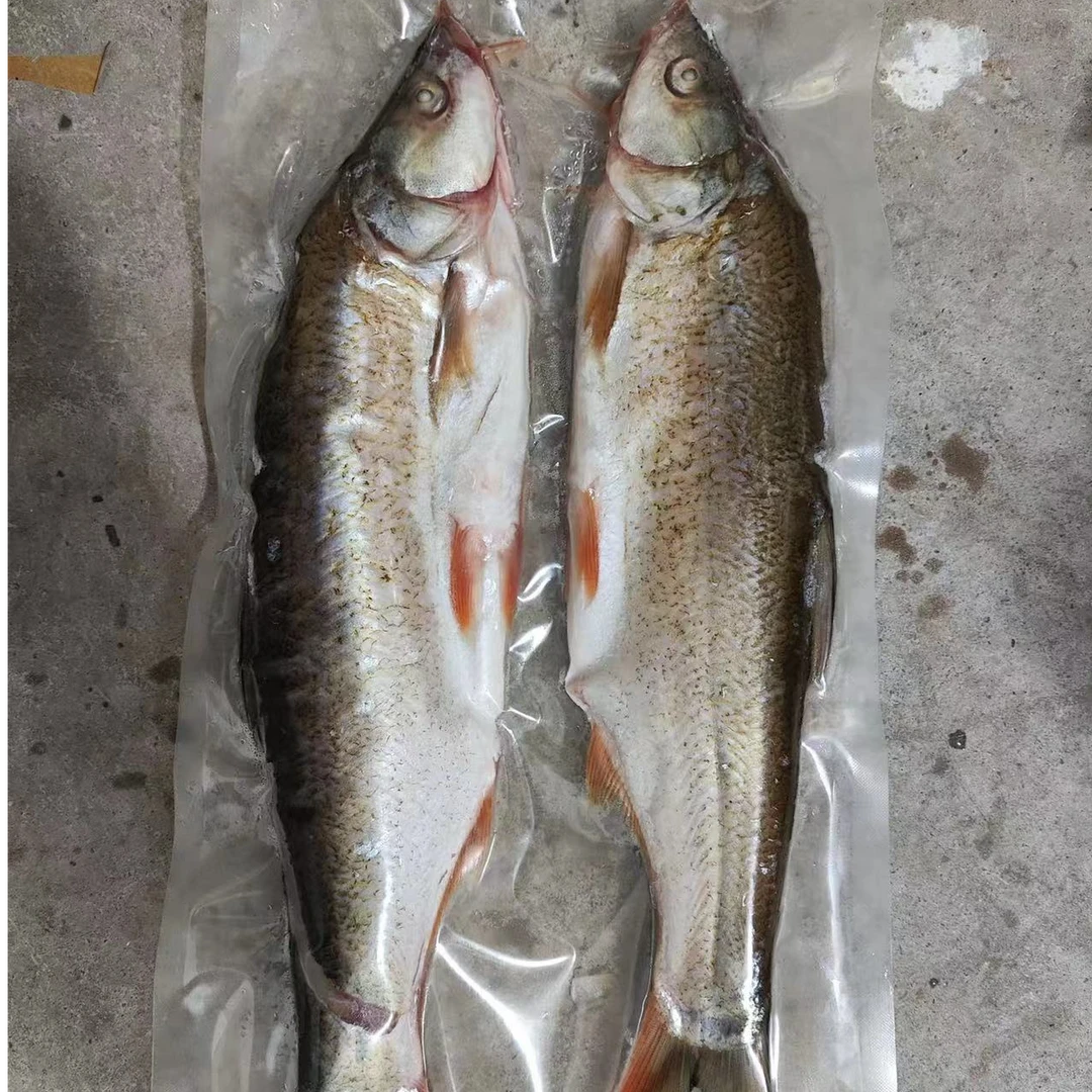 丹江野生红尾 南水北调源头 丹江水库野生红尾