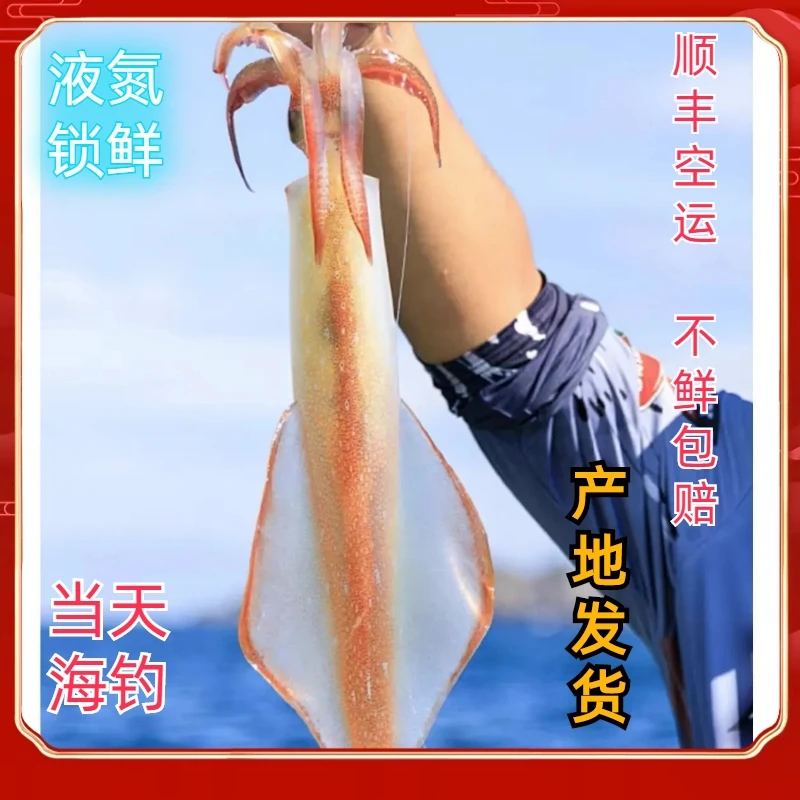 西沙野生深海钓捕新鲜活火箭筒鱿鱼软丝长筒A级特鱿大鱿八爪章鱼