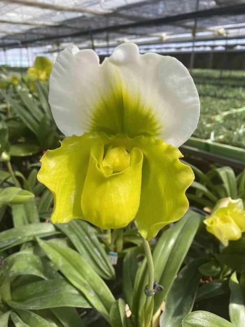 绿肉饼兜兰带花，小众稀缺品种