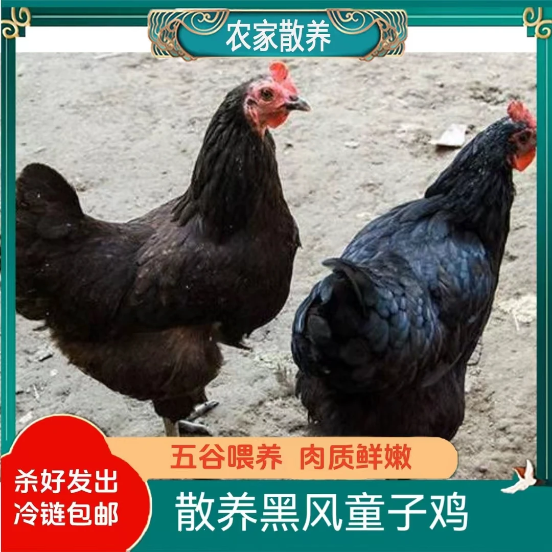 【南哥家】林间放养青脚黑凤童子鸡  发三只  净重共6-6.5斤