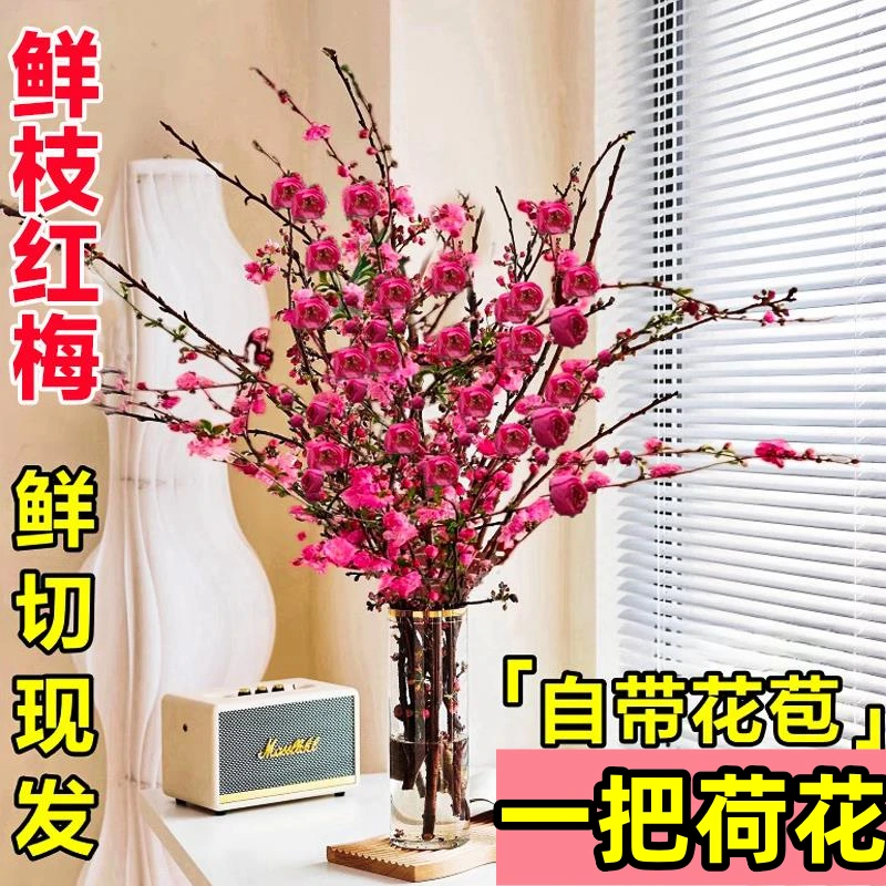 【年宵花】水培红梅花桃花树盆栽绿植物干枝鲜花室内花卉红梅枝