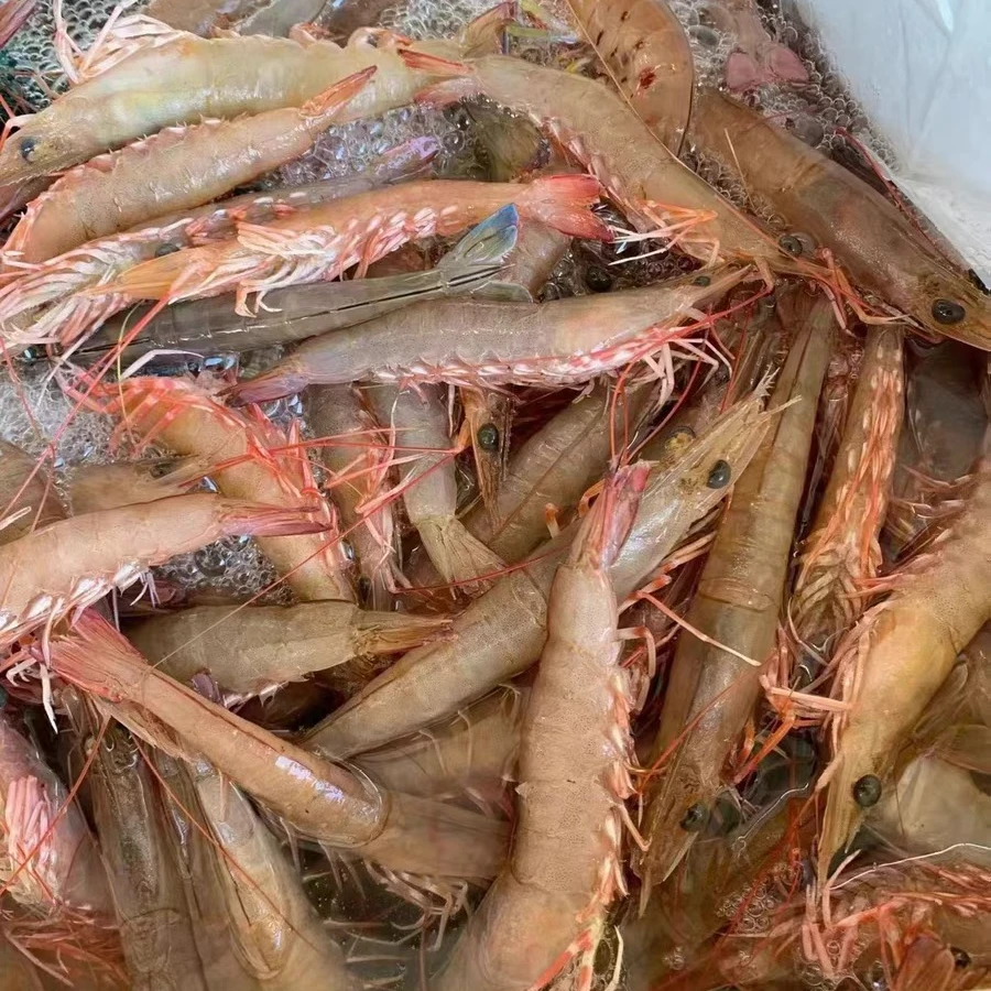 沙卢虾沙虾活麻虾鲜活速冻发货包邮250g