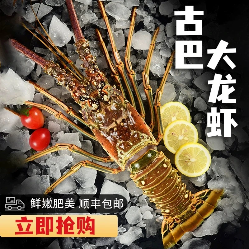 古巴大龙虾肉质鲜甜