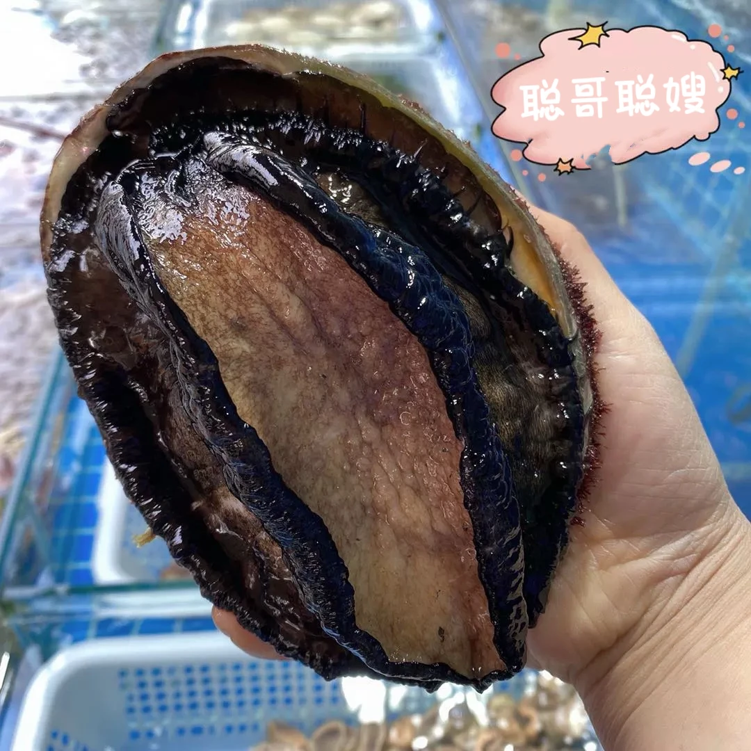 冷冻鲍鱼海鲜水产贝类带壳鲍鱼