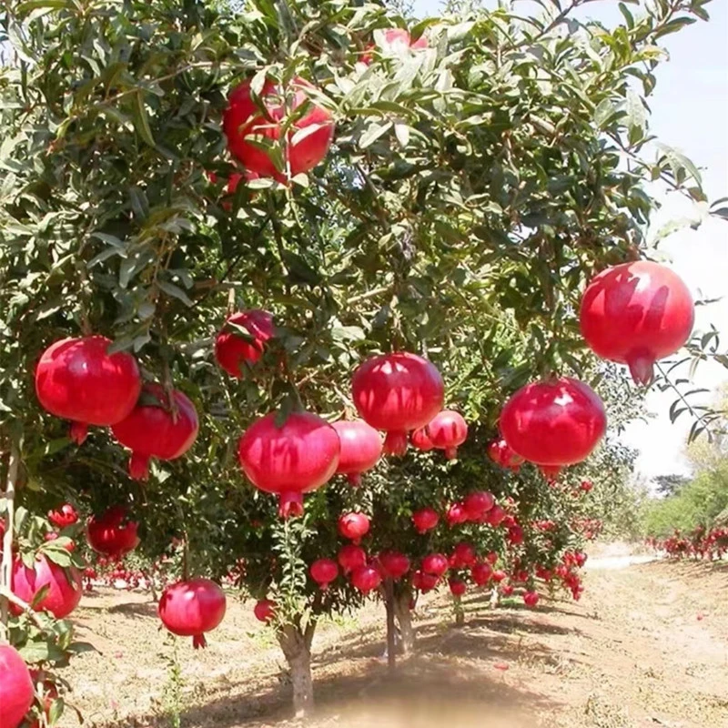 【矮化5年苗】大果突尼斯软籽石榴苗 蒙阳红【南北方盆栽】盆栽地载好