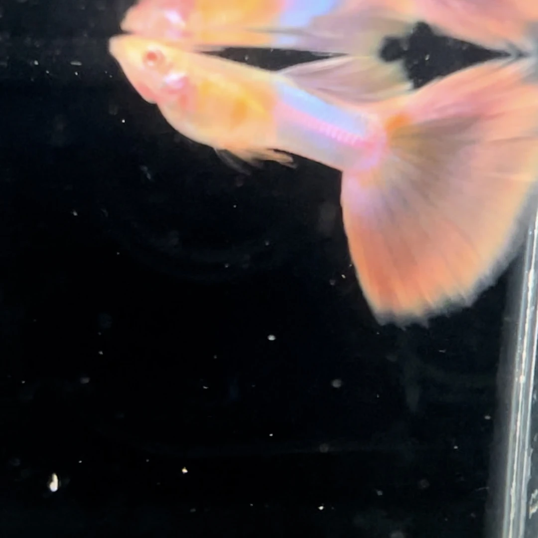 孔雀鱼精品天使彩虹颜色鲜艳（路途开箱视频包损）