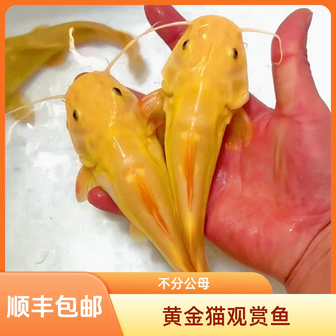 【1条】养殖精品黄金猫招财猫观赏鱼顺丰包邮