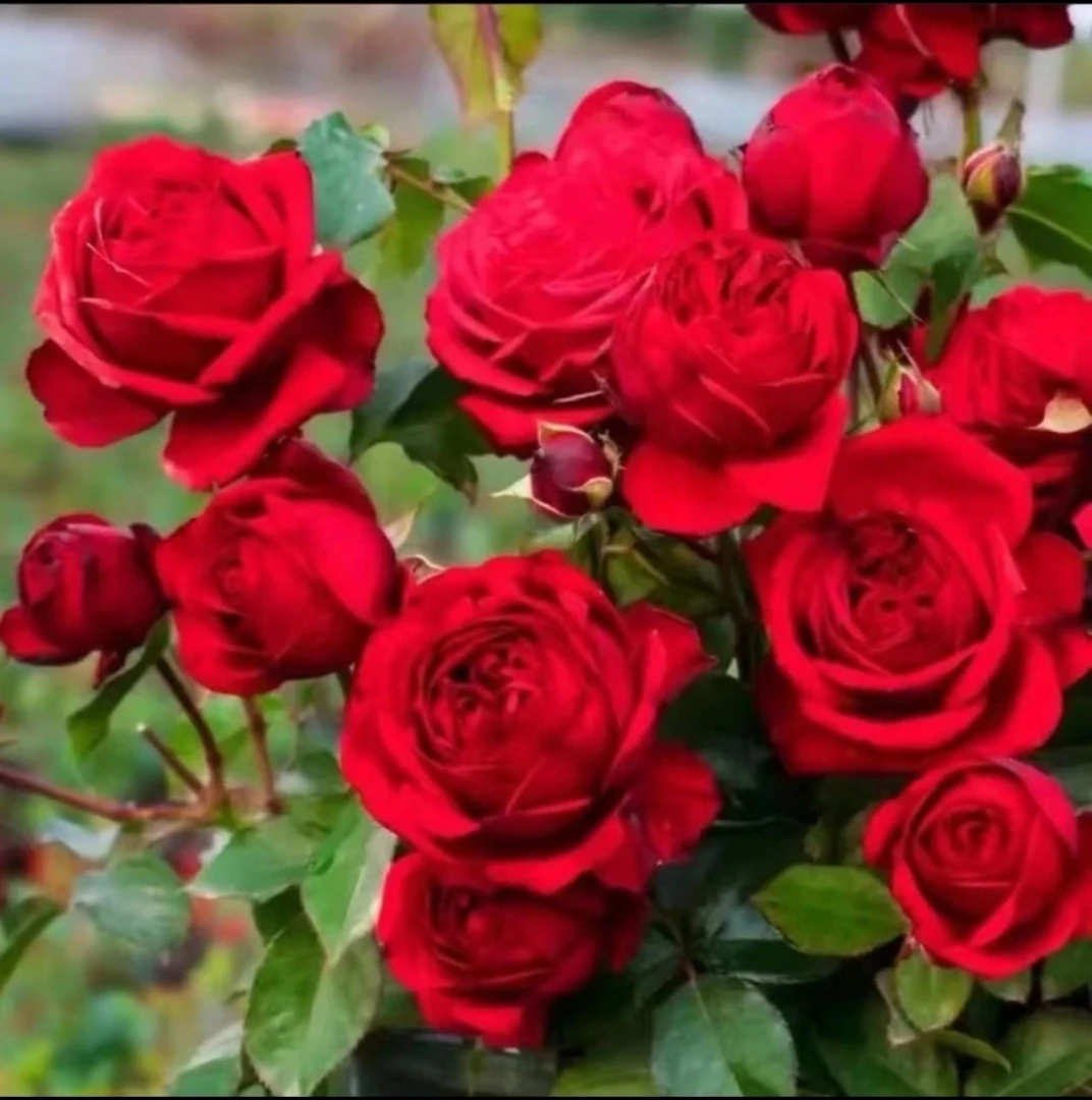 四季开花浓香大花红色月季别墅庭院阳台植物