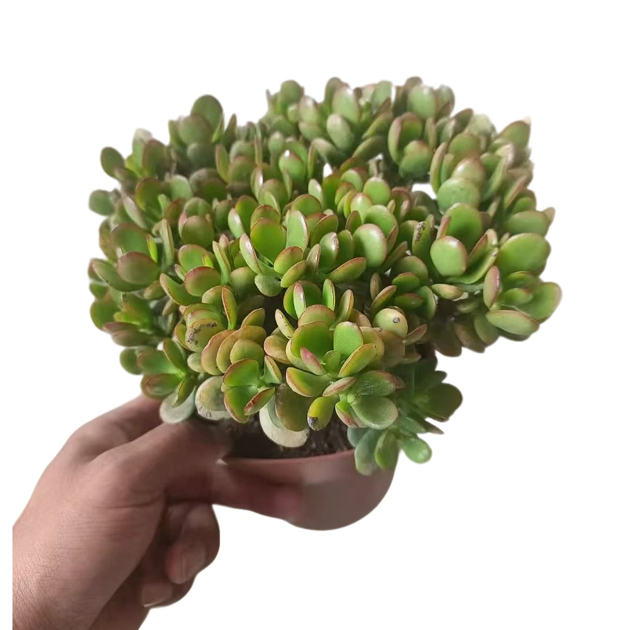 姬红花月 新手必拍 好看好养  云南昆明发货  精品多肉绿植