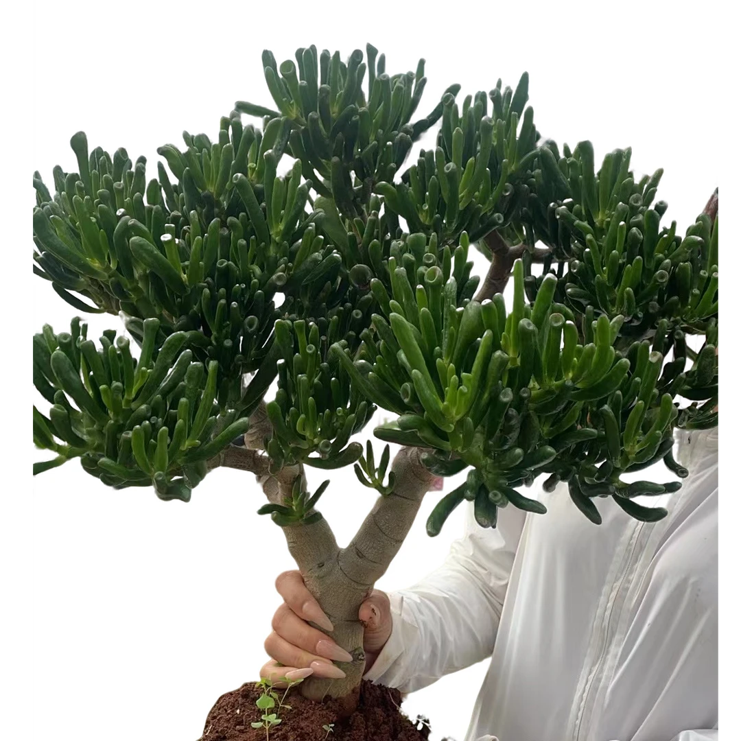 长筒吸财树（冠幅40公分+）好看好养 云南昆明发货  精品多肉绿植
